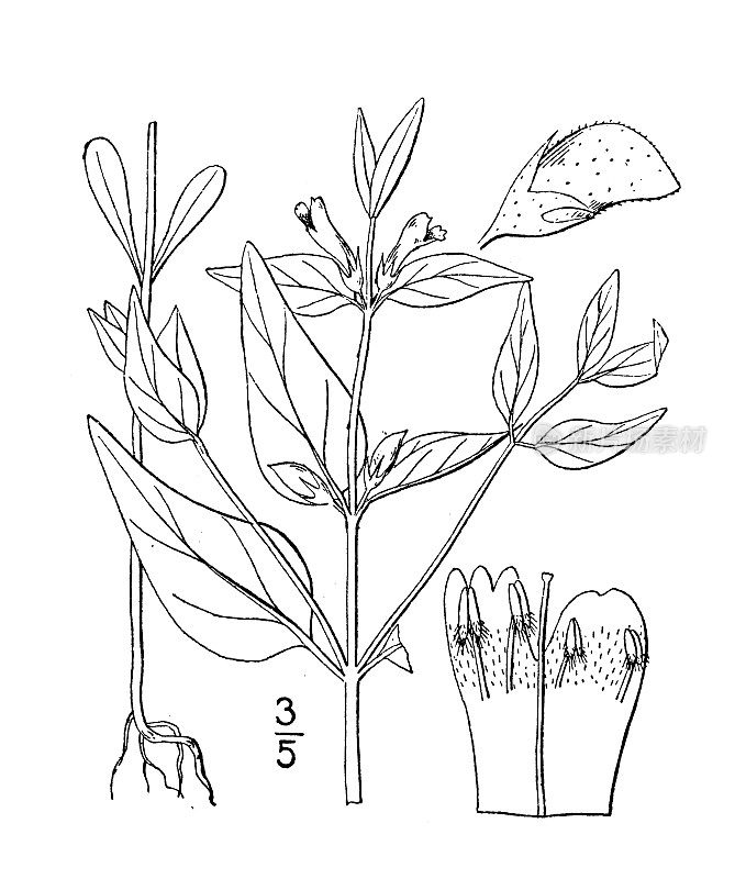 古植物学植物插图:大叶Melampyrum latifolium, Broad leaf Cow wheat